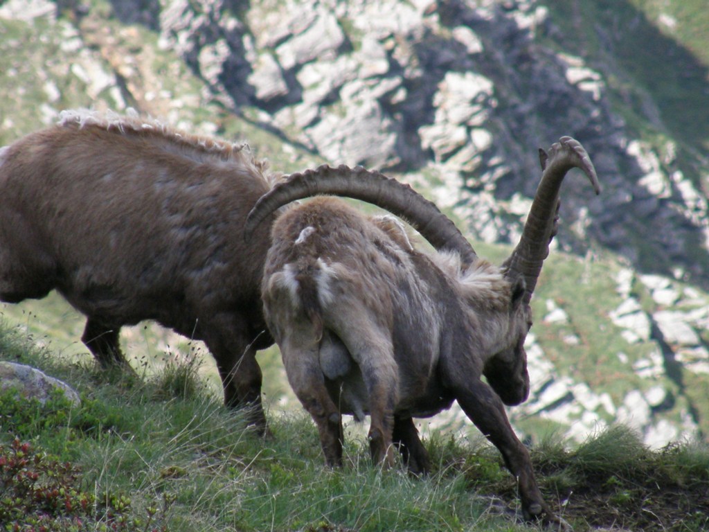 A ognuno il suo SEDERE!